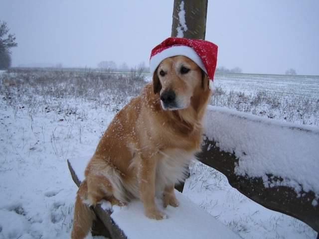 Frohe Weihnachten